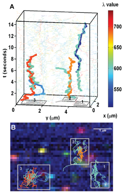 Multi-color quantum dot tracking